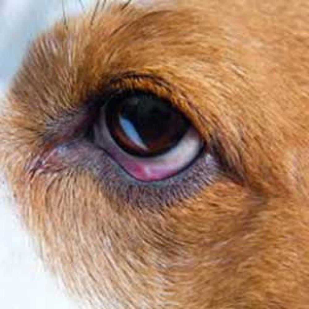 Dog Eye Problems Image 1