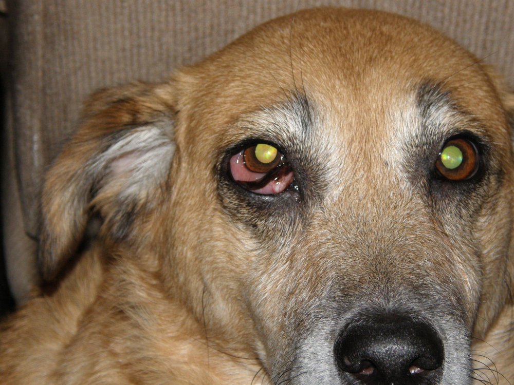 Dog Eye Problems Image 7