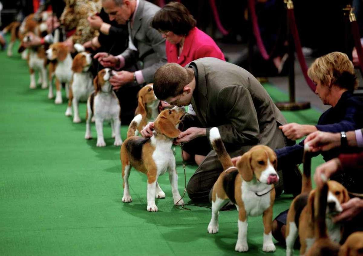 Dog Shows Image 13