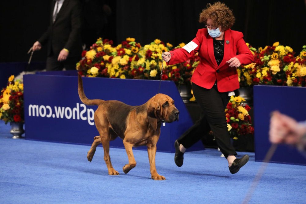 Dog Shows Image 18