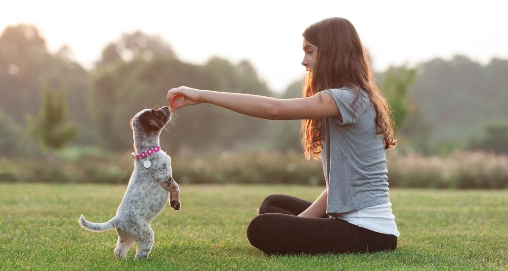 Dog Training & Behaviour Image 2