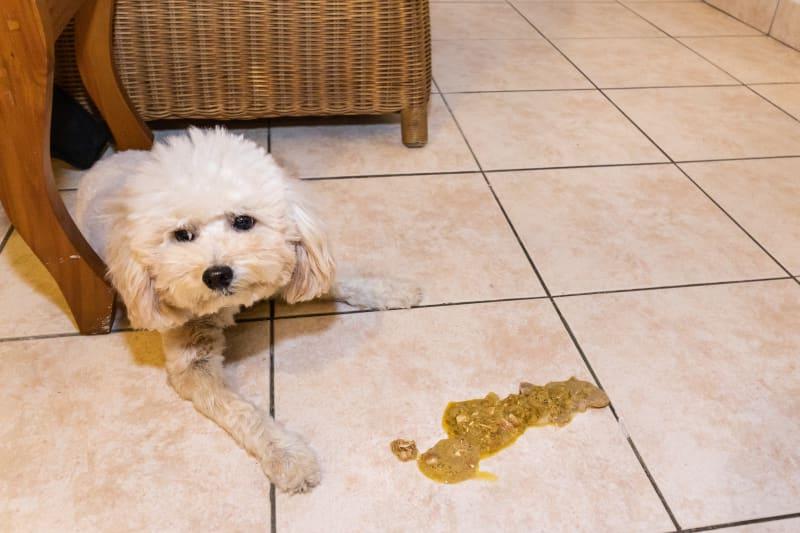 Dog Vomiting and Stomach Problems Image 15