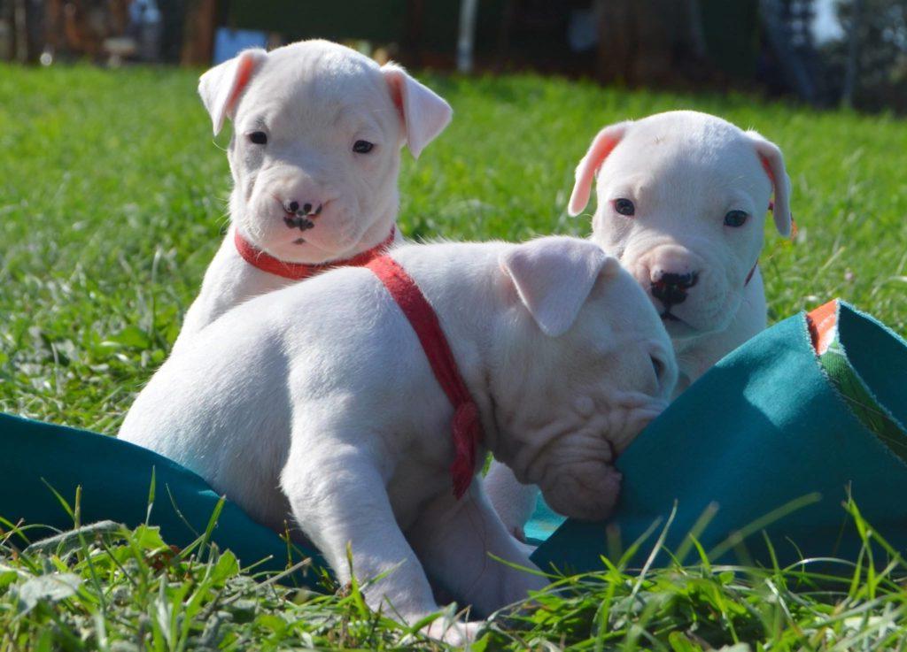 Dogo Argentino Dog Breed Image 14