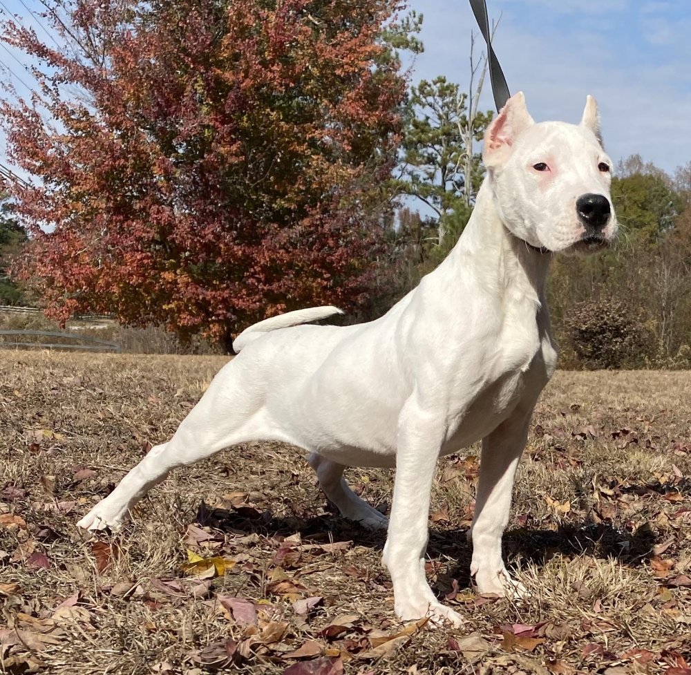 Dogo Argentino Dog Breed Image 15