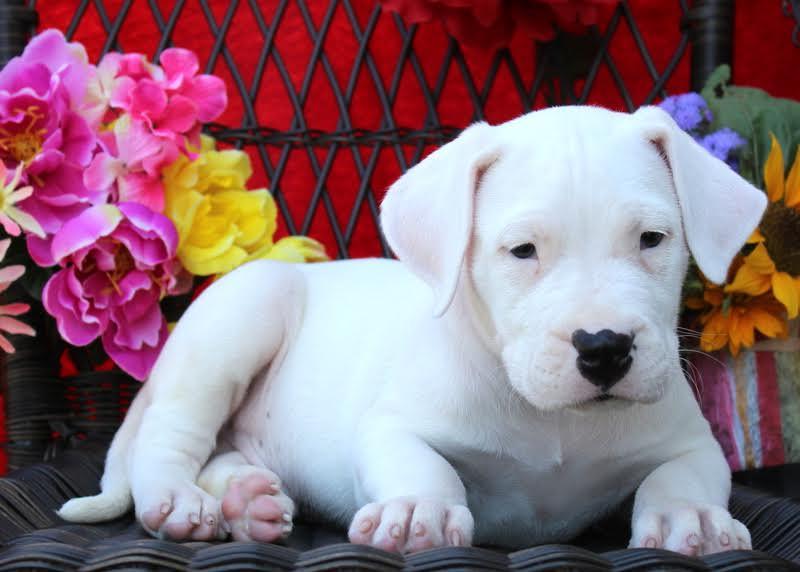 Dogo Argentino Dog Breed Image 17