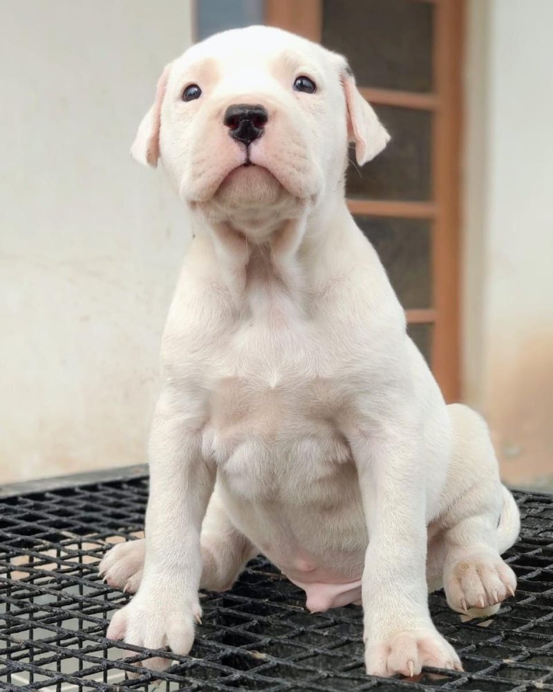 Dogo Argentino Dog Breed Image 18