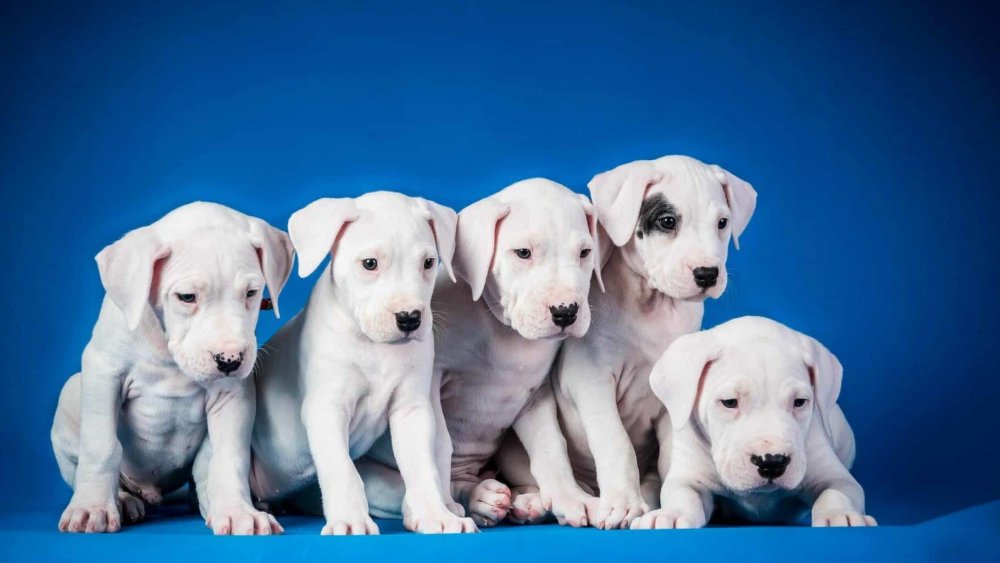 Dogo Argentino Dog Breed Image 19