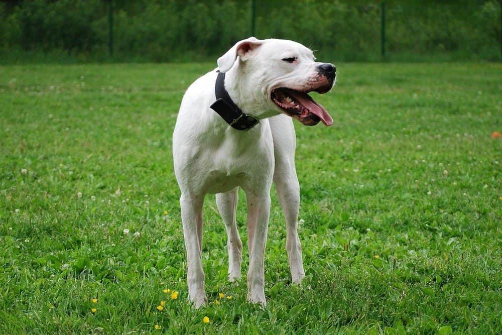 Dogo Argentino Dog Breed Image 7