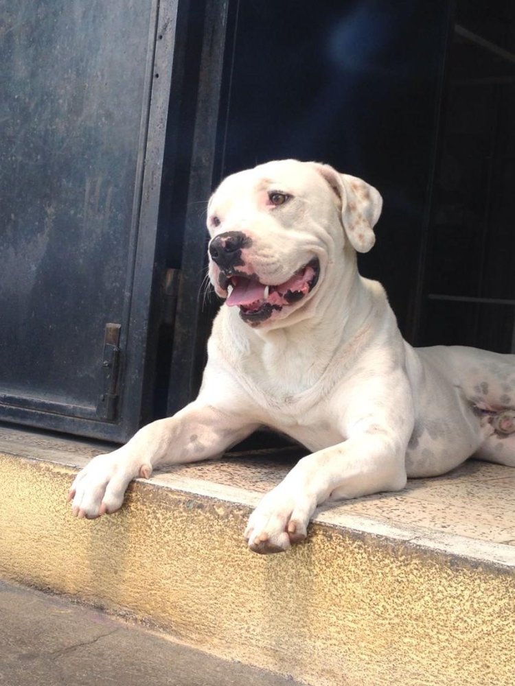 Dogo Guatemalteco Dog Breed Image 11