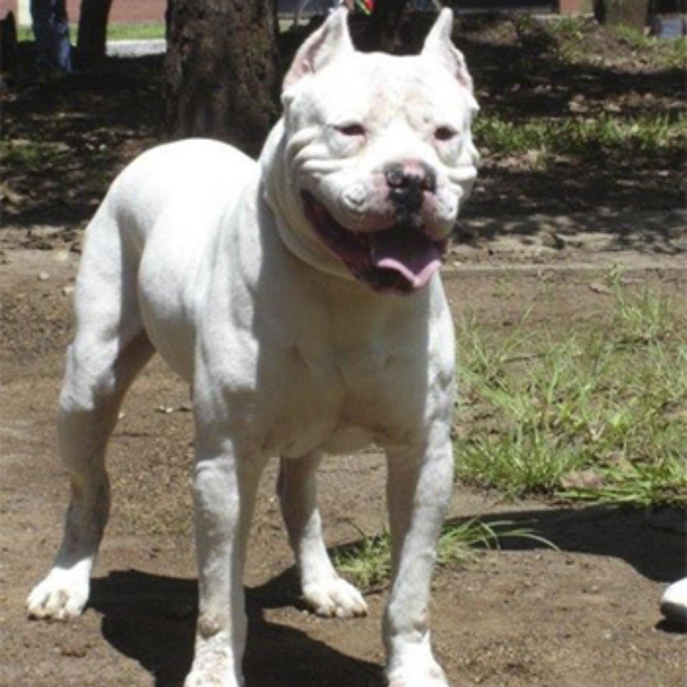 Dogo Guatemalteco Dog Breed Image 3