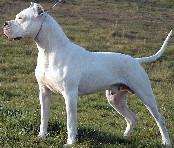 Dogo Guatemalteco Dog Breed Image 8