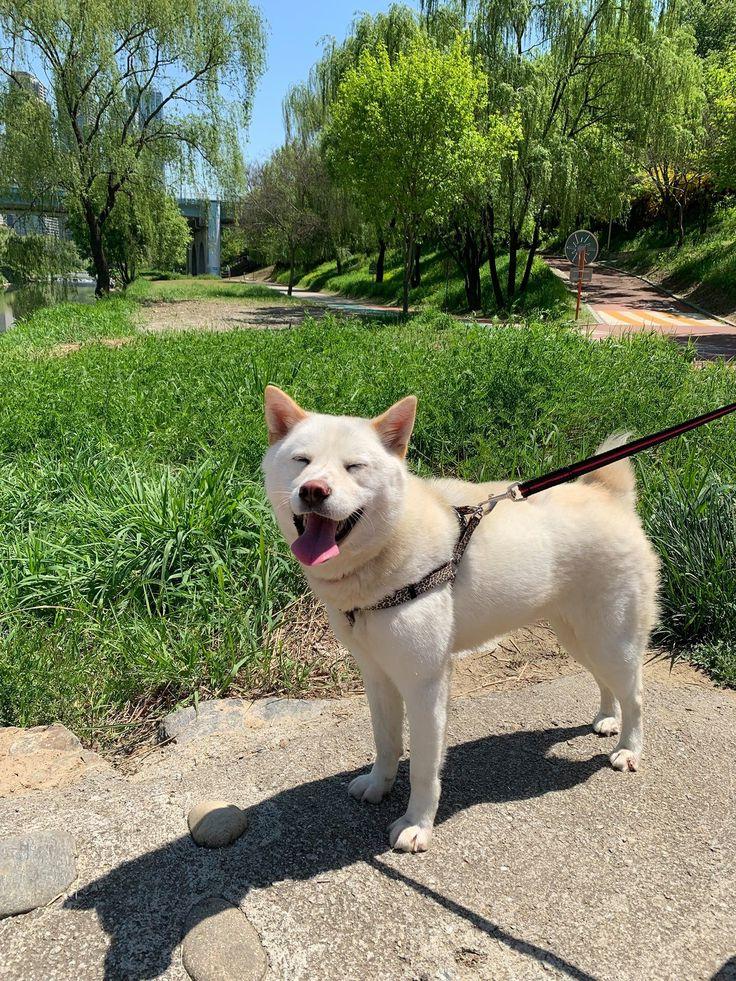 Donggyeongi Dog Breed Image 12