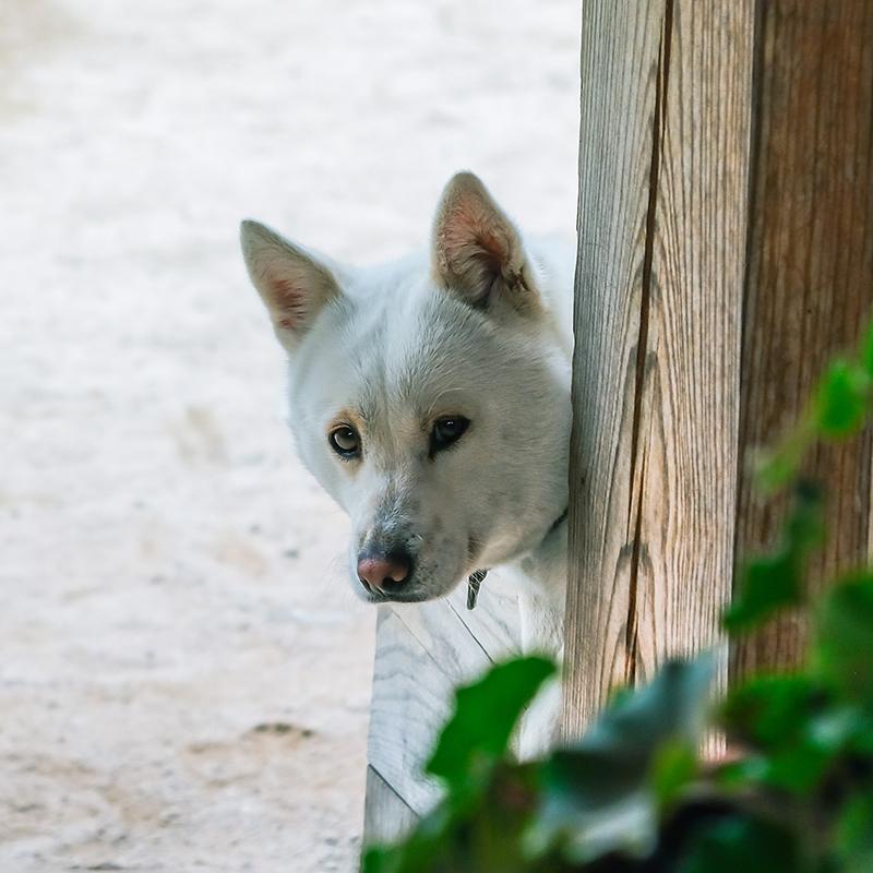 Donggyeongi Dog Breed Image 3