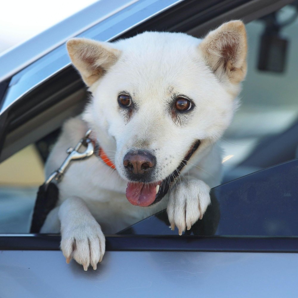 Donggyeongi Dog Breed Image 8