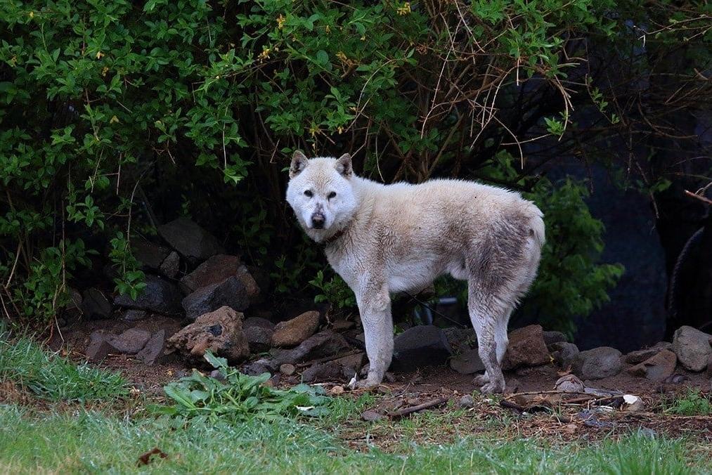 Donggyeongi Dog Breed Image 9