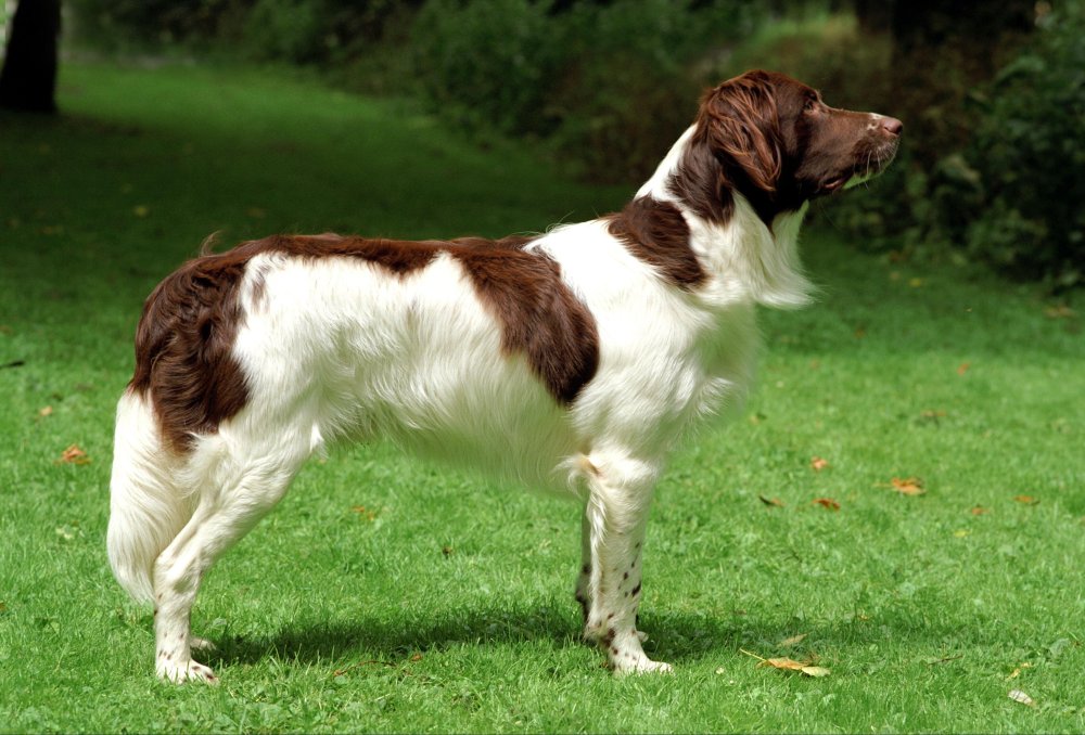 Drentse Patrijshond Dog Breed Image 14