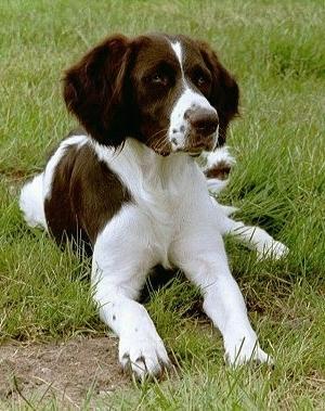 Drentse Patrijshond Dog Breed Image 15