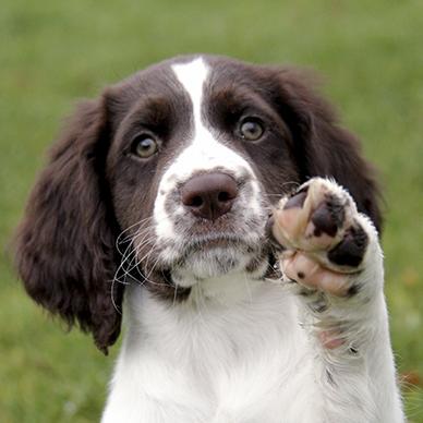 Drentse Patrijshond Dog Breed Image 16