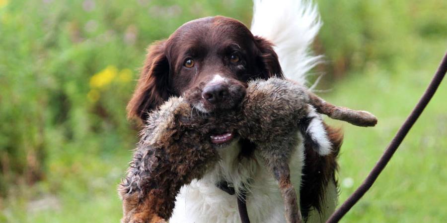 Drentse Patrijshond Dog Breed Image 19