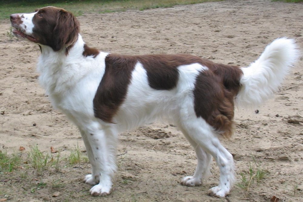 Drentse Patrijshond Dog Breed Image 8