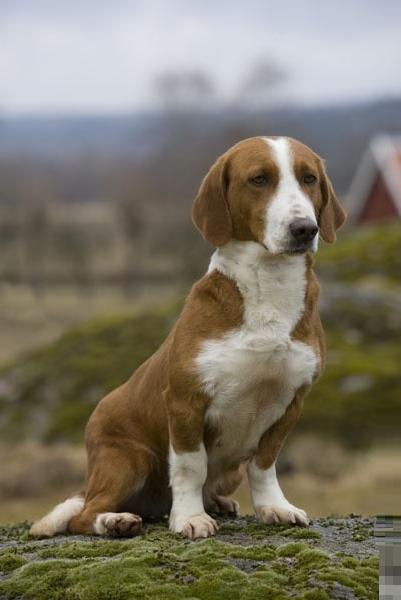 Drever Dog Breed Image 12