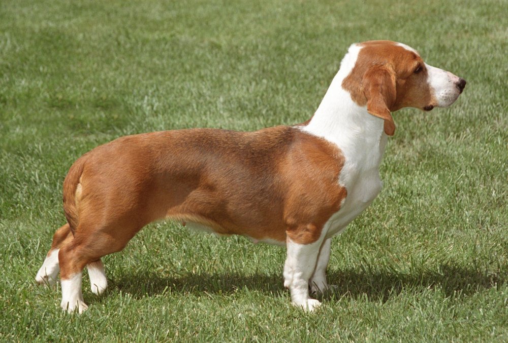 Drever Dog Breed Image 14