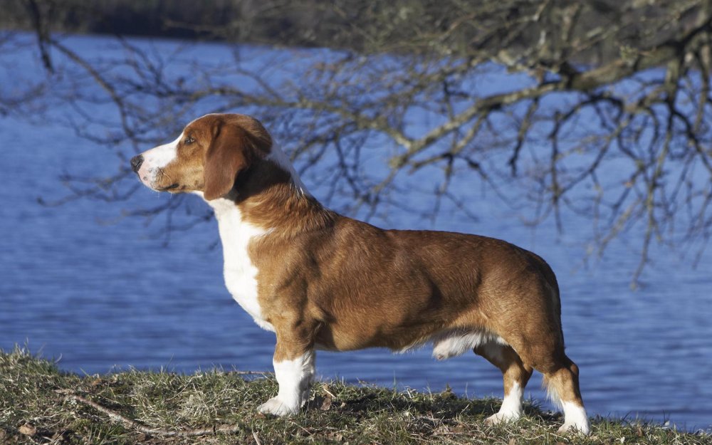 Drever Dog Breed Image 15