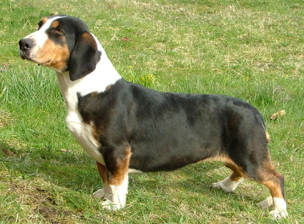 Drever Dog Breed Image 2