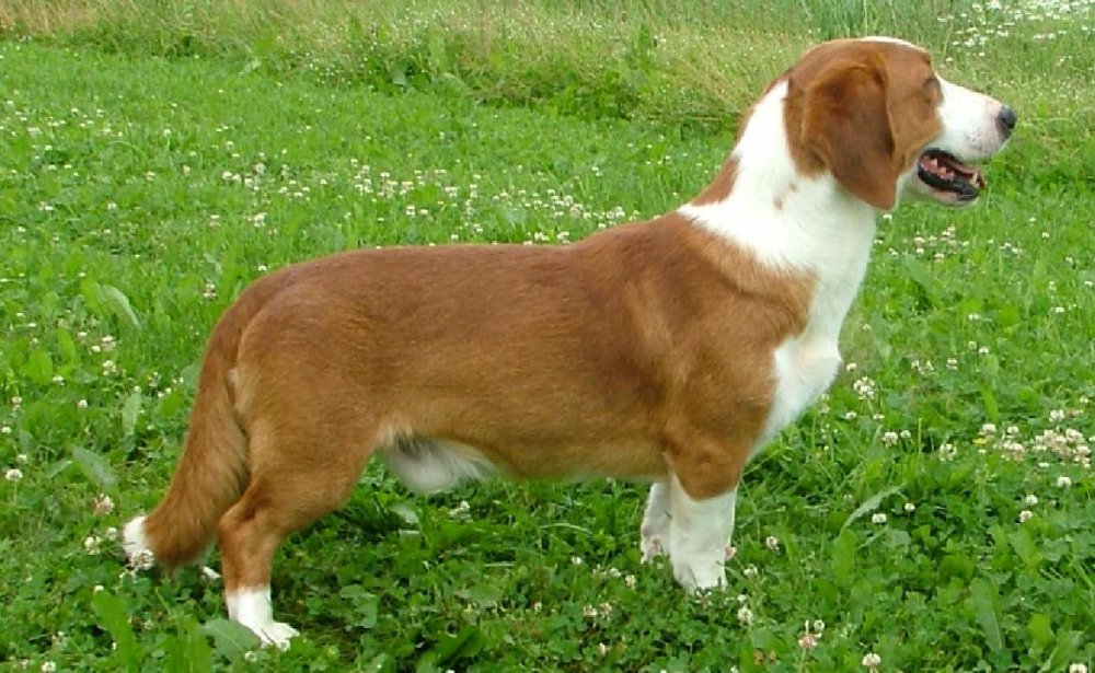 Drever Dog Breed Image 5