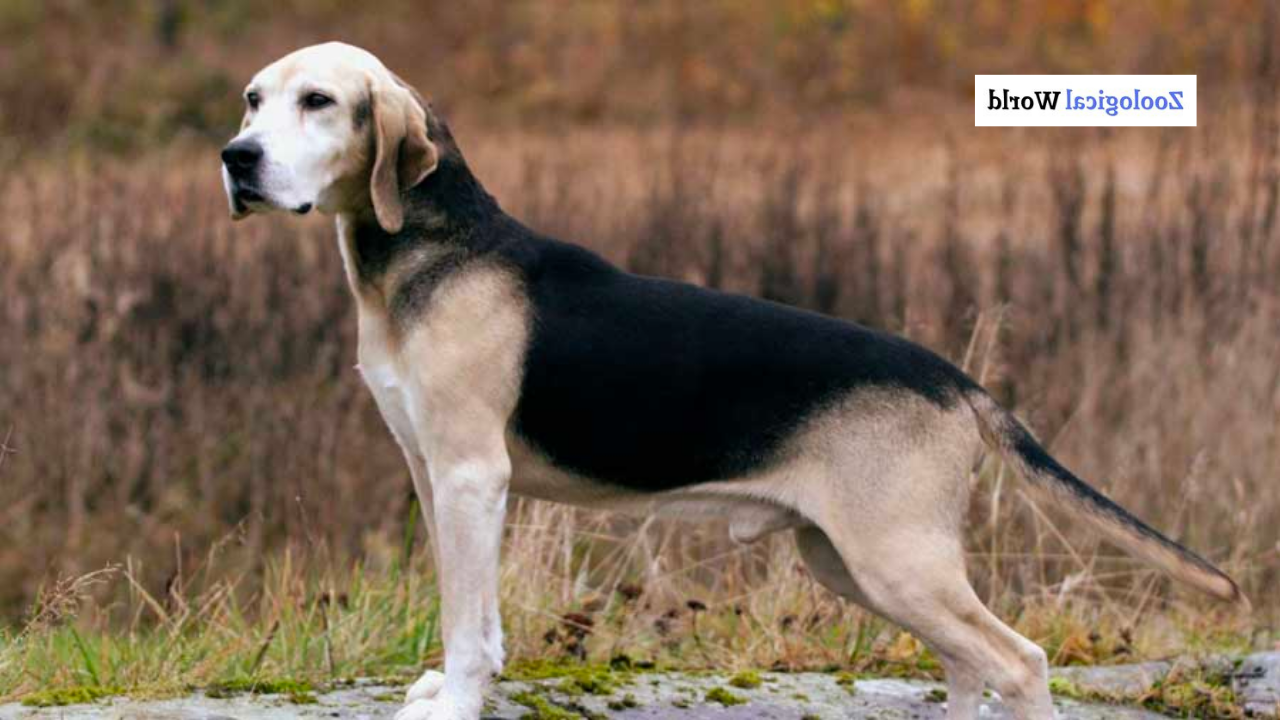 Dunker Dog Breed Image 1