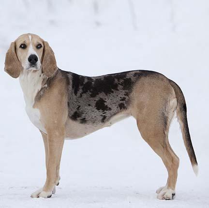 Dunker Dog Breed Image 18