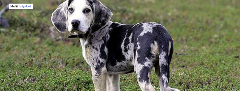 Dunker Dog Breed Image 2