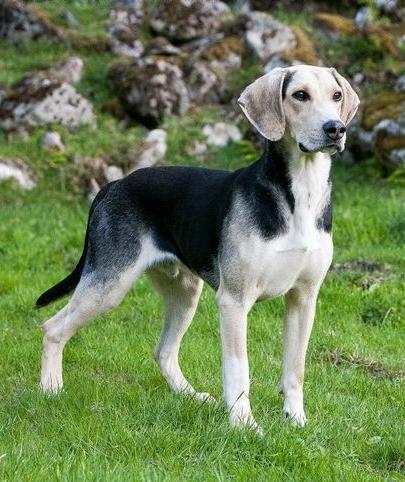 Dunker Dog Breed Image 20