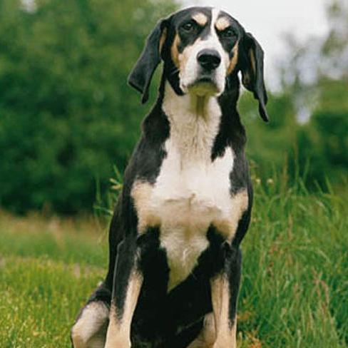 Dunker Dog Breed Image 7