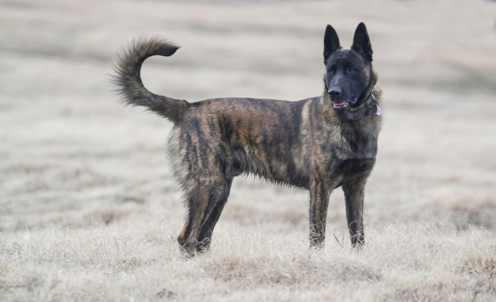 Dutch Shepherd Dog Breed Image 10