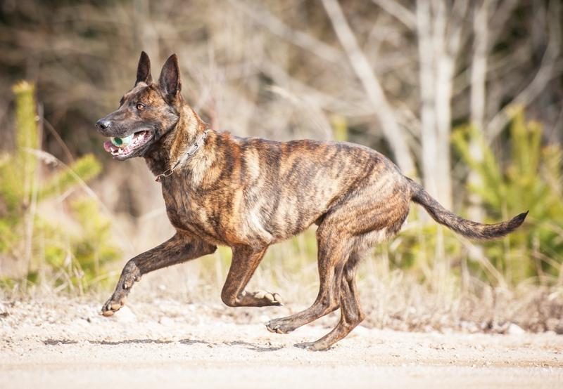 Dutch Shepherd Dog Breed Image 11