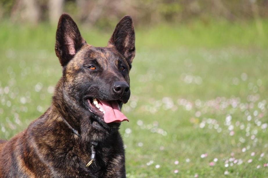 Dutch Shepherd Dog Breed Image 14