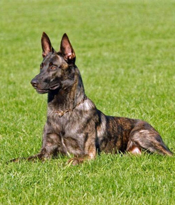 Dutch Shepherd Dog Breed Image 16