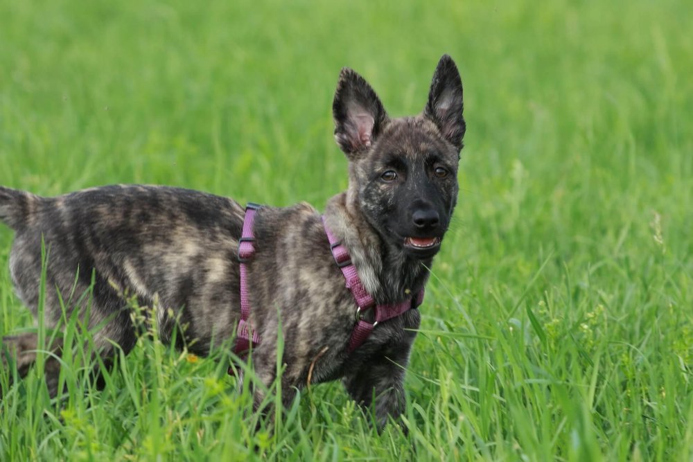 Dutch Shepherd Dog Breed Image 2