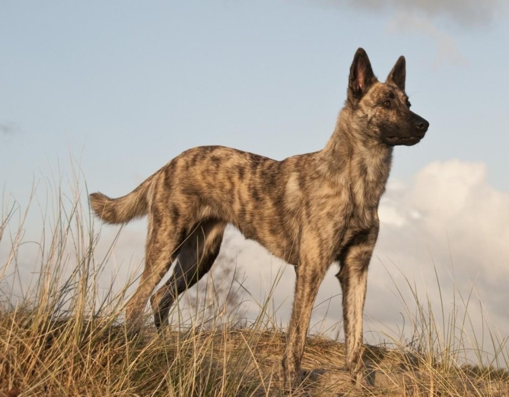 Dutch Shepherd Dog Breed Image 4