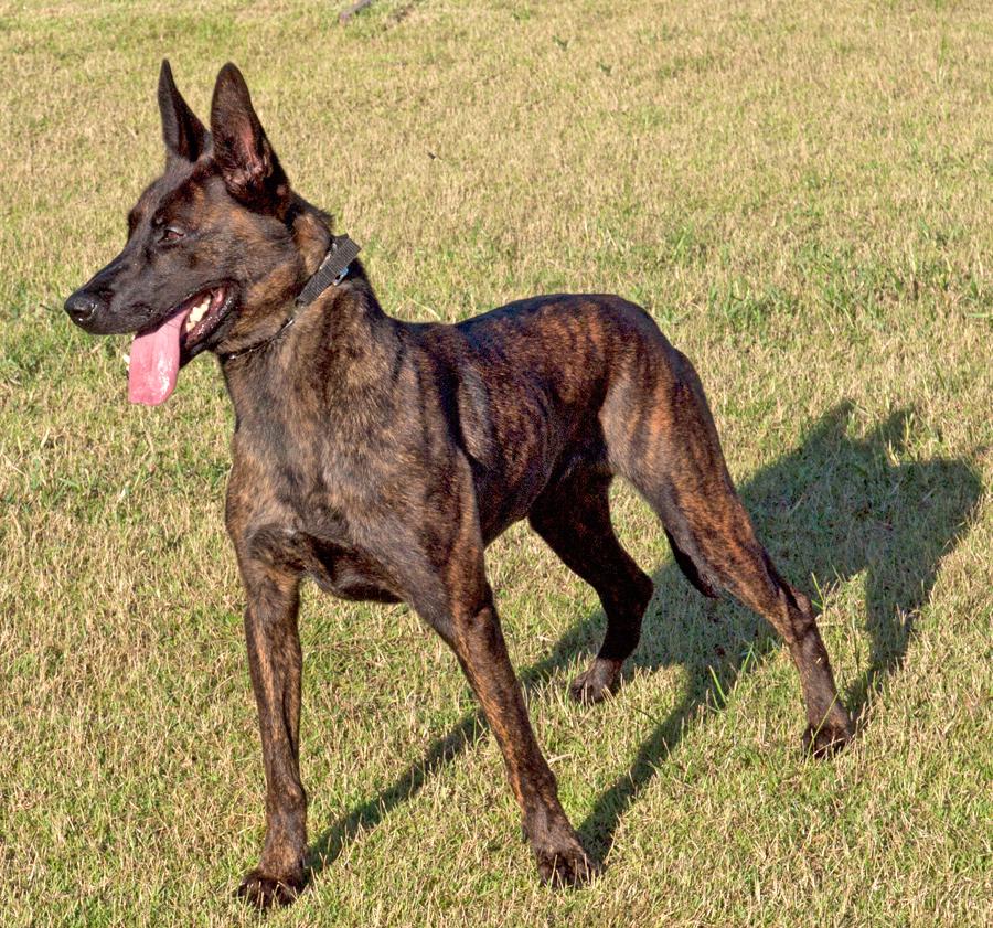 Dutch Shepherd Dog Breed Image 5