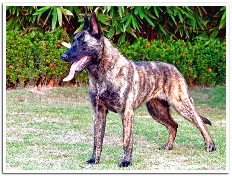 Dutch Shepherd Dog Breed Image 9