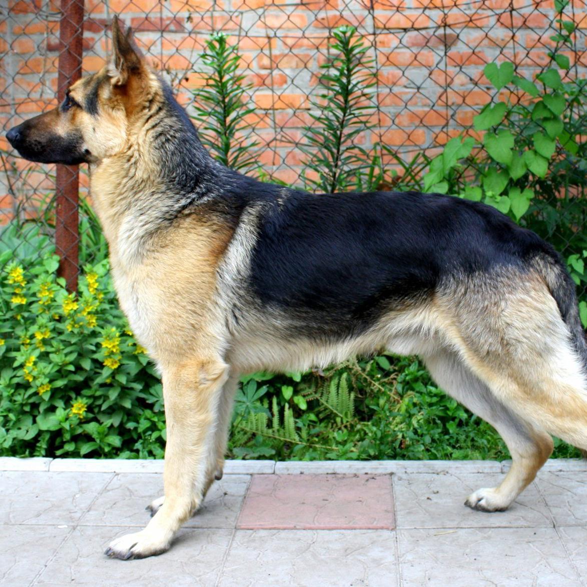 East European Shepherd Dog Breed Image 1