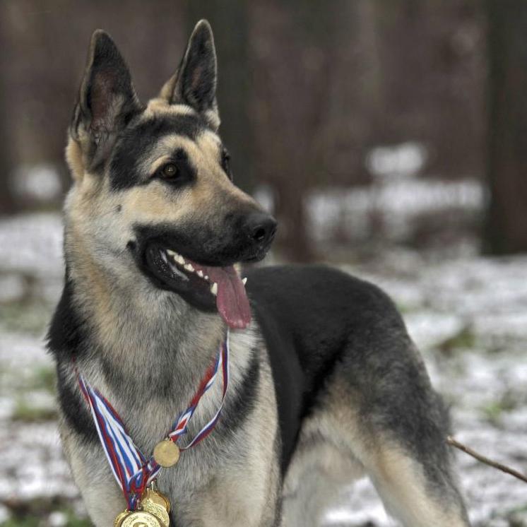 East European Shepherd Dog Breed Image 10