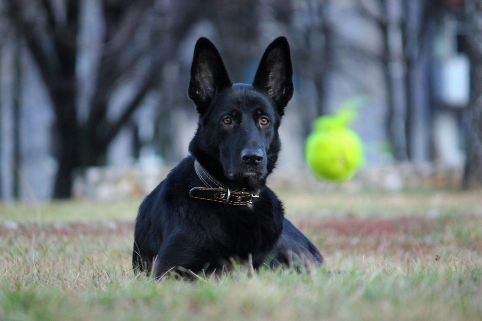 East European Shepherd Dog Breed Image 13