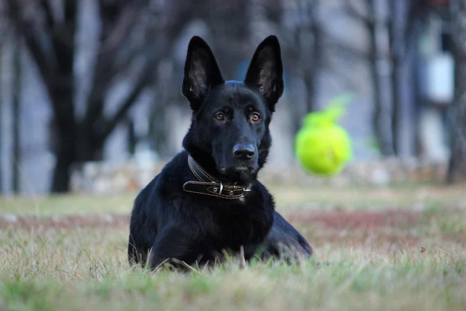 East European Shepherd Dog Breed Image 17