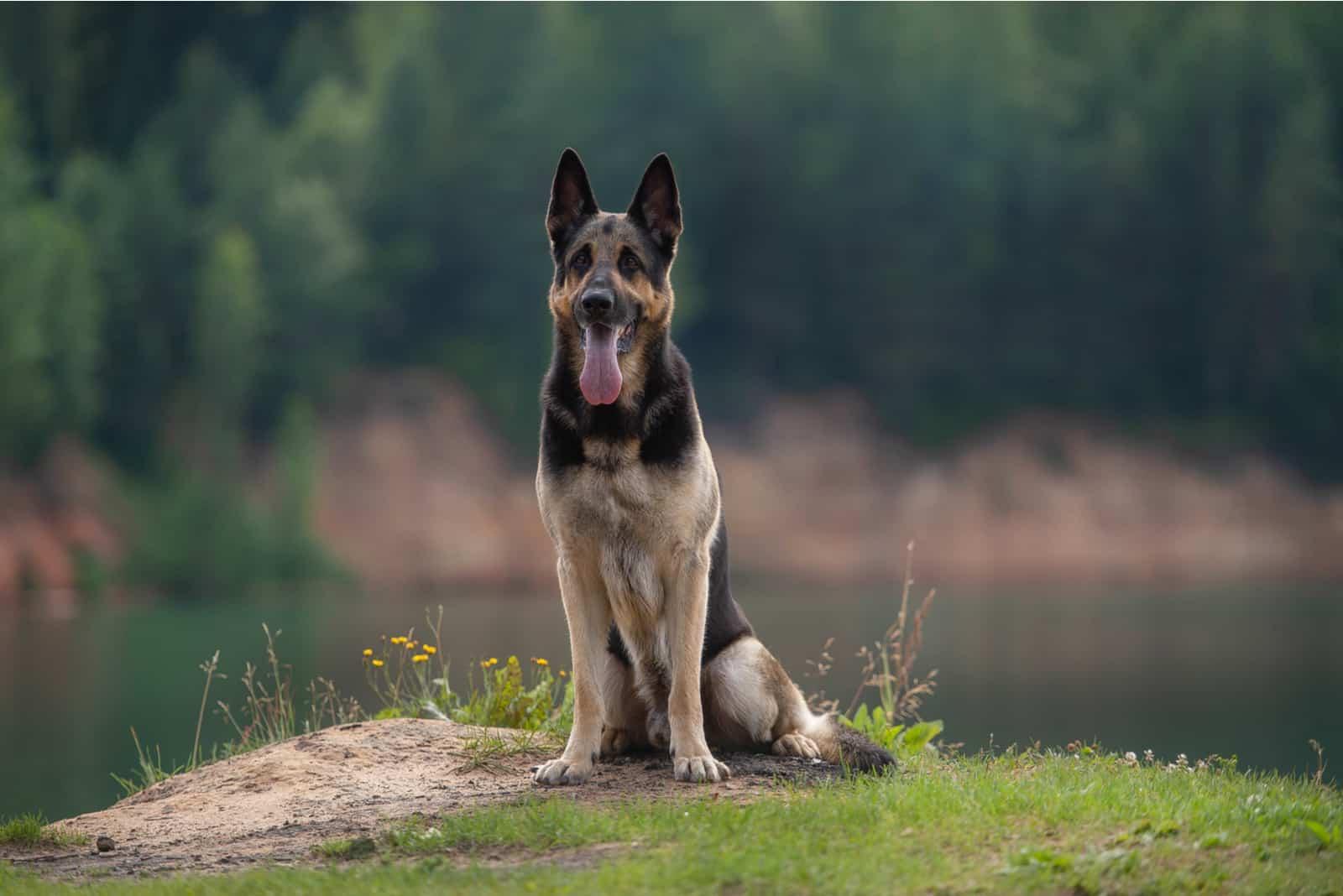 East European Shepherd Dog Breed Image 19