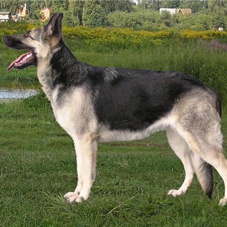 East European Shepherd Dog Breed Image 3