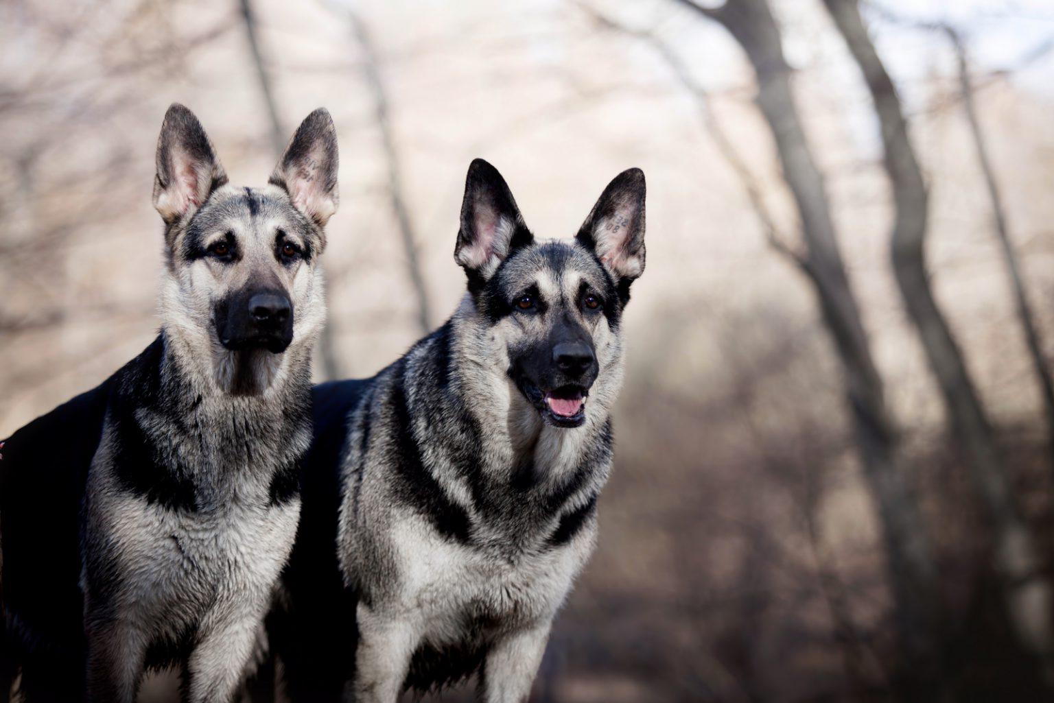 East European Shepherd Dog Breed Image 6