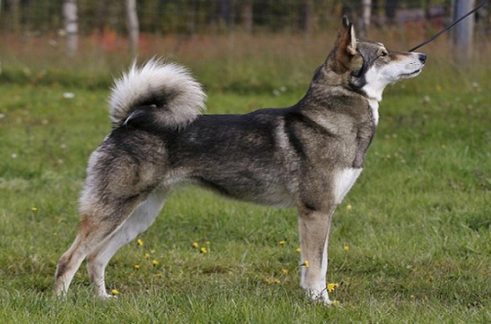 East Siberian Laika Dog Breed Image 1